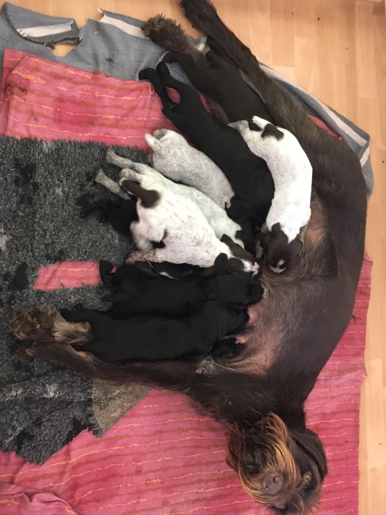 Chiot Chien d'arrêt allemand à poil dur des hauts de Hem