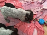 CHIOT