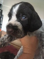 CHIOT